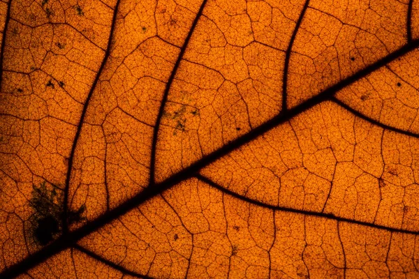 Macro Background Dried Leaf Pattern — Stock Photo, Image