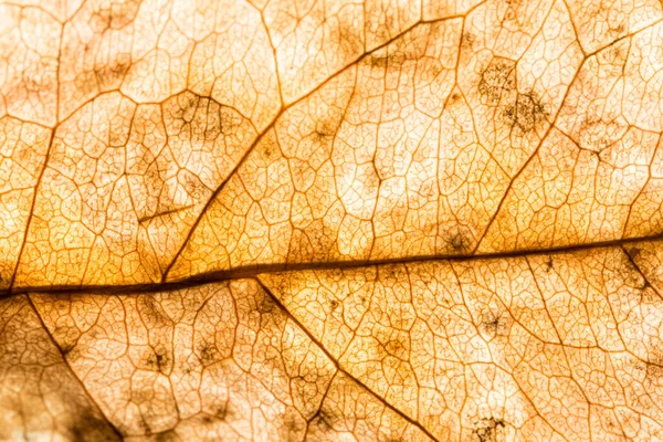 Cielo Notte Sfondo — Foto Stock