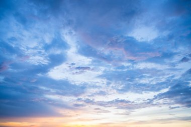 makro Karınca Kara Hayvan