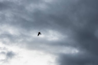 Kuşlar gökyüzünde uçar