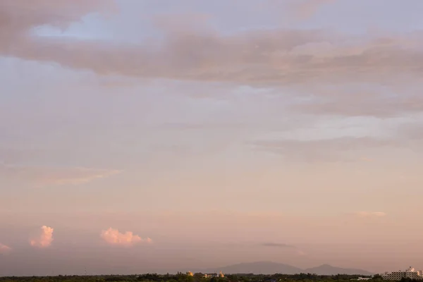 Makro Karınca Kara Hayvan — Stok fotoğraf