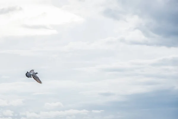 Pássaros Voam Céu — Fotografia de Stock