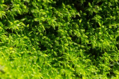 Macro Moss Litchi Yeşili