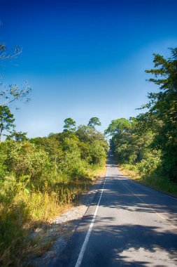 Khao Yai Ulusal Parkı 'ndaki orman..