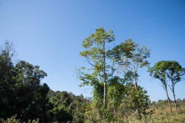 Khao Yai Ulusal Parkı 'ndaki orman..