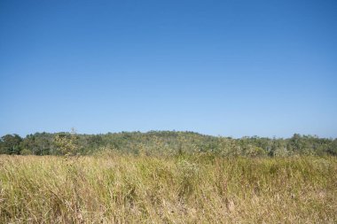 Khao Yai Ulusal Parkı 'ndaki orman..