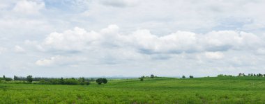Güzel gökyüzü ağacının panoramik manzarası