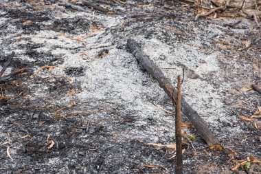 Kalıntılar yanmış dallar.