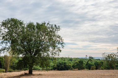Doğal ağaç manzarası