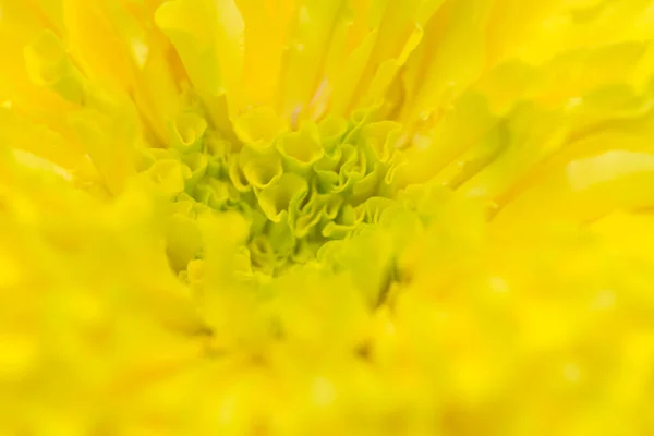 Yellow Marigold Petals Background — Stock Photo, Image