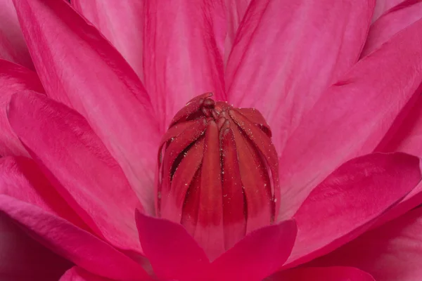 Close Image Lotus Red — Stock Photo, Image