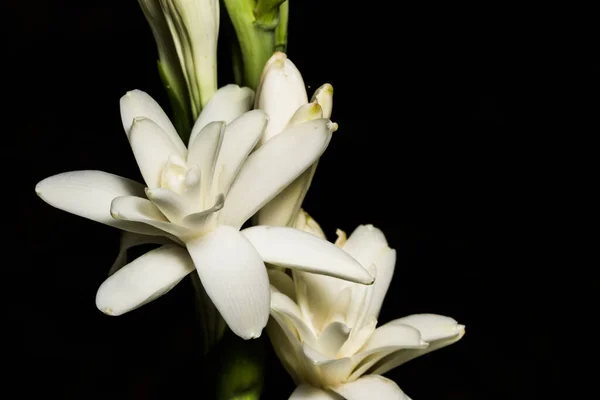 Fechar Fotos Flores Brancas — Fotografia de Stock