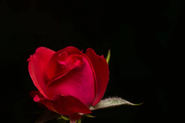 Image Rapprochée Roses Rouges — Photo