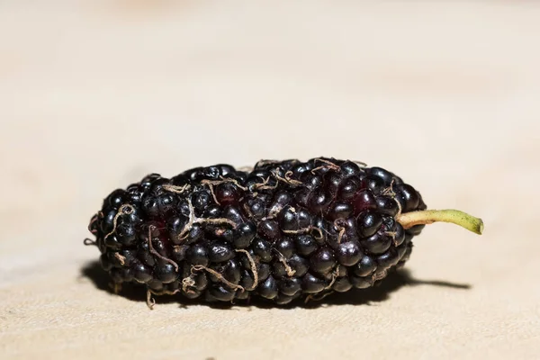 Take Closer Look Mulberry — Stock Photo, Image