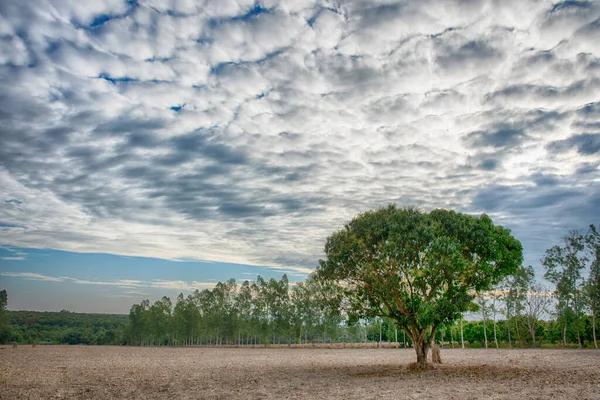 Uitzicht Natuurlijke Boom — Stockfoto