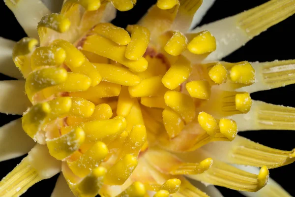 Close Ups Yellow Lotus Stock Photo