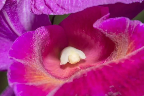 Zbliżenie Kwiat Storczyka — Zdjęcie stockowe