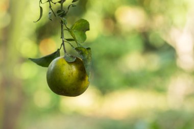 Fotoğraf: Fruit Orange Bokeo