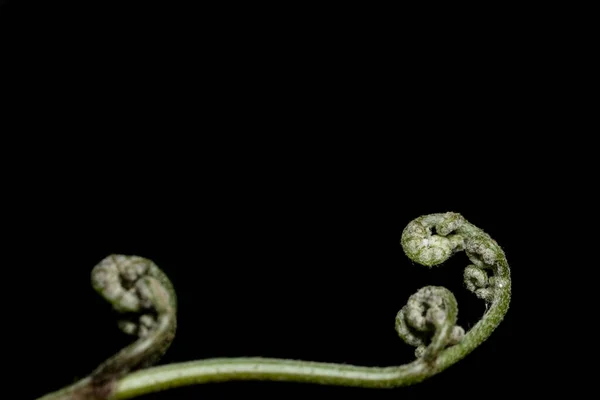 Brotes Blandos Hojas Helecho — Foto de Stock