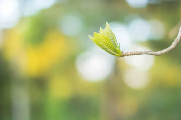 緑の葉の柔らかい芽 — ストック写真