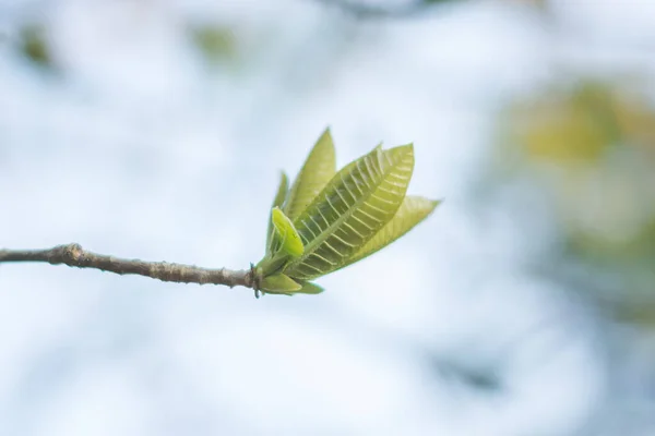 緑の葉の柔らかい芽 — ストック写真