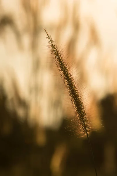 Trawa Kwiatowa Wieczornym Słońcu — Zdjęcie stockowe