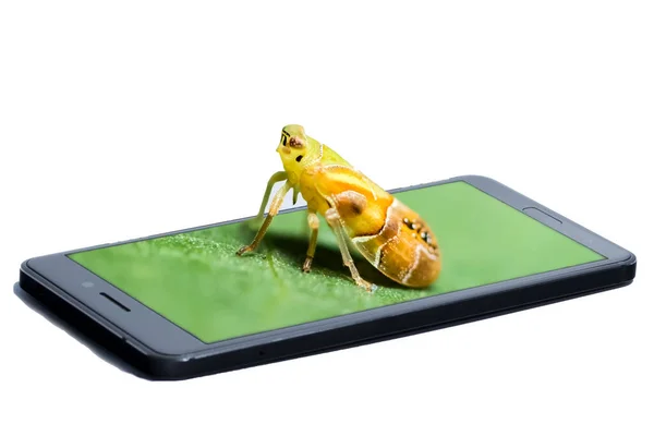 Tolva Insectos Emergente Teléfono Móvil — Foto de Stock