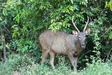 Khao Yai Ulusal Parkı 'ndaki Sambar.