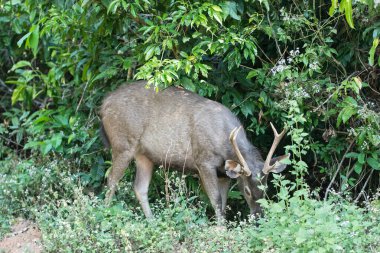 Khao Yai Ulusal Parkı 'ndaki Sambar.