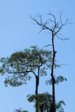 Khao Yai Ulusal Parkı 'ndaki orman..