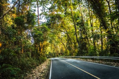 Hayaller Ormanı 'na giden yol güzeldir..