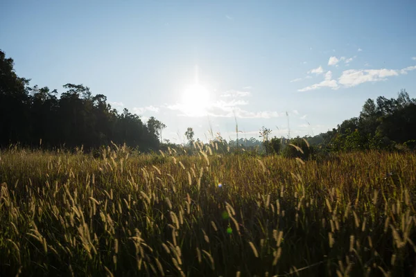 Floresta Parque Nacional Khao Yai — Fotografia de Stock