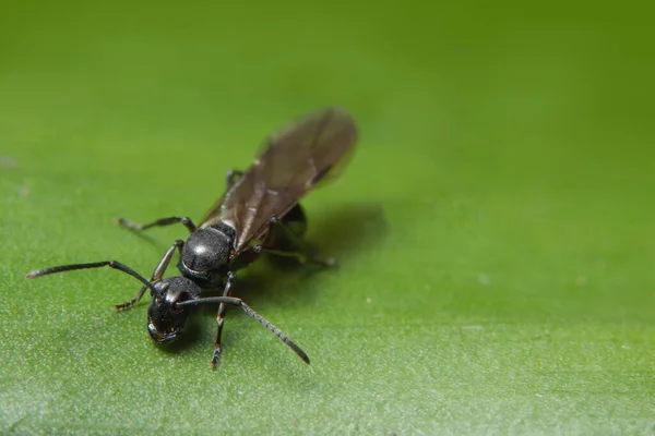 Macro Formiga Com Asas — Fotografia de Stock