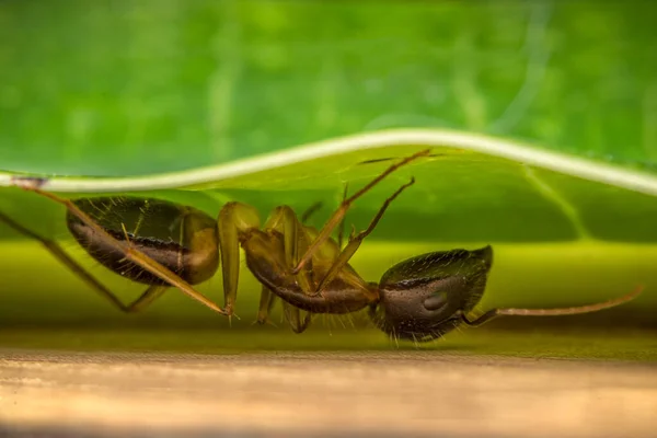 Macro Mier Zwart Dier — Stockfoto