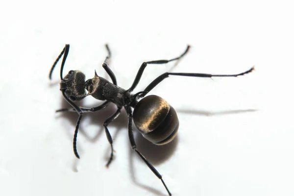Makro Mrówka Czarny Zwierzę — Zdjęcie stockowe