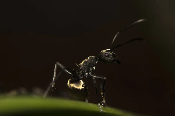 Makro Mravenec Černý Zvíře — Stock fotografie