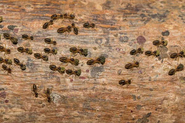 Ants Traveling Transport Food Back Nest — Stock Photo, Image