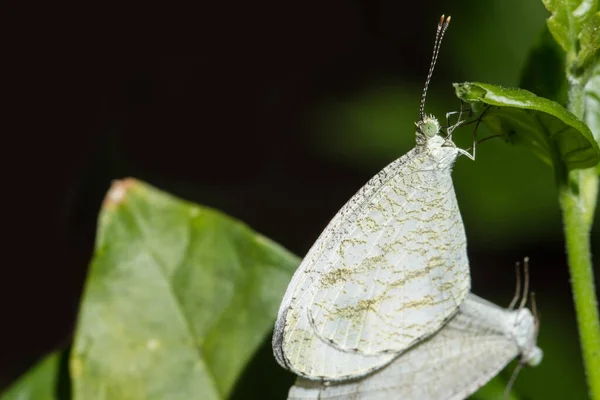 Macro Moths Mating — Stock Photo, Image