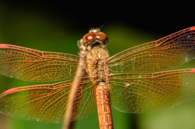 Makro yusufçuk hayvan doğası