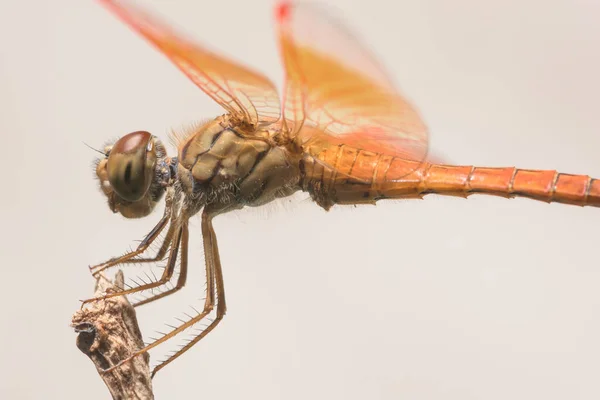 Macro Libelle Dierlijke Natuur — Stockfoto