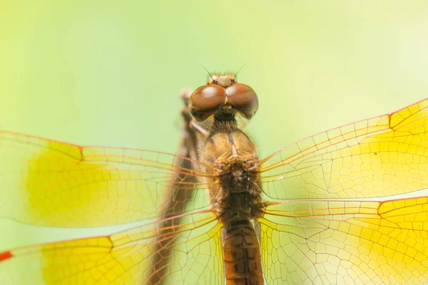 Macro Libelle Dierlijke Natuur — Stockfoto