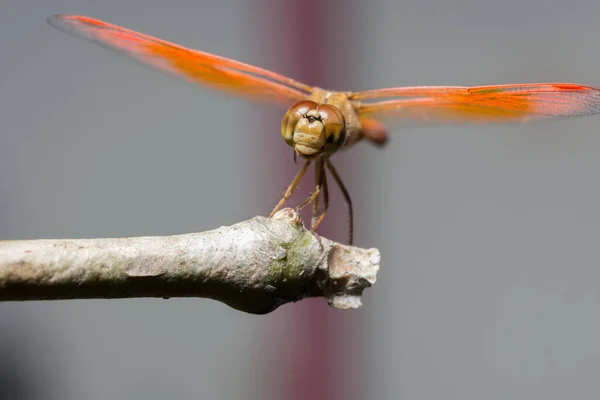 Macro Libelle Dierlijke Natuur — Stockfoto