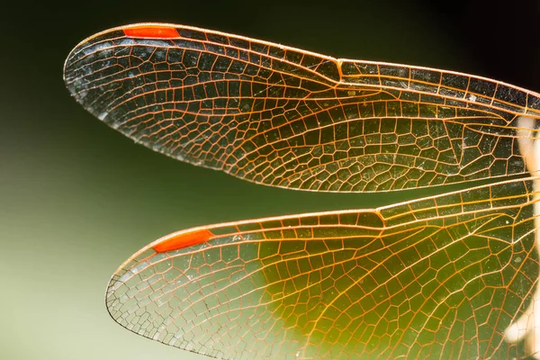 Macro Dragonfly Animal Nature — Stock Photo, Image