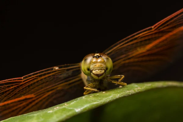 Macro Libelle Dierlijke Natuur — Stockfoto