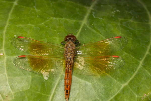 Macro Dragonfly Animal Nature — Stock Photo, Image