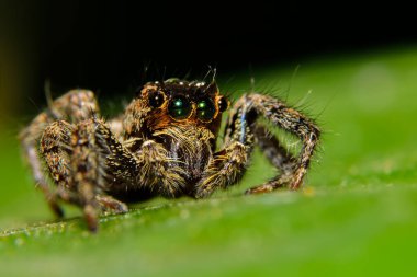 Örümcek doğadaki makro