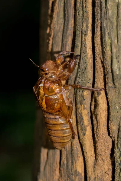 Spinnenmakro Der Natur — Stockfoto