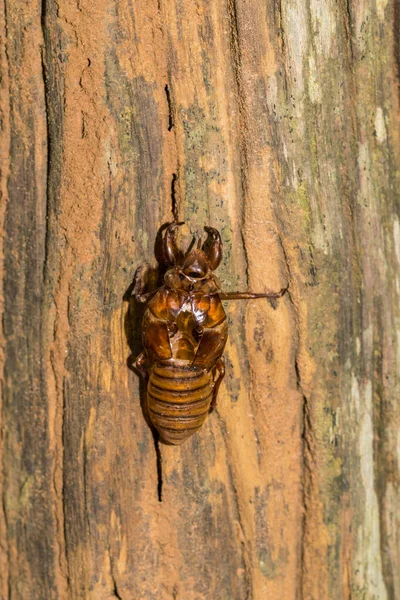 Makro Pająka Naturze — Zdjęcie stockowe