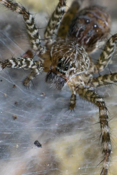 蜘蛛的宏观本质 — 图库照片