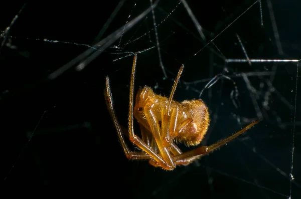 Aranha Macro Natureza — Fotografia de Stock